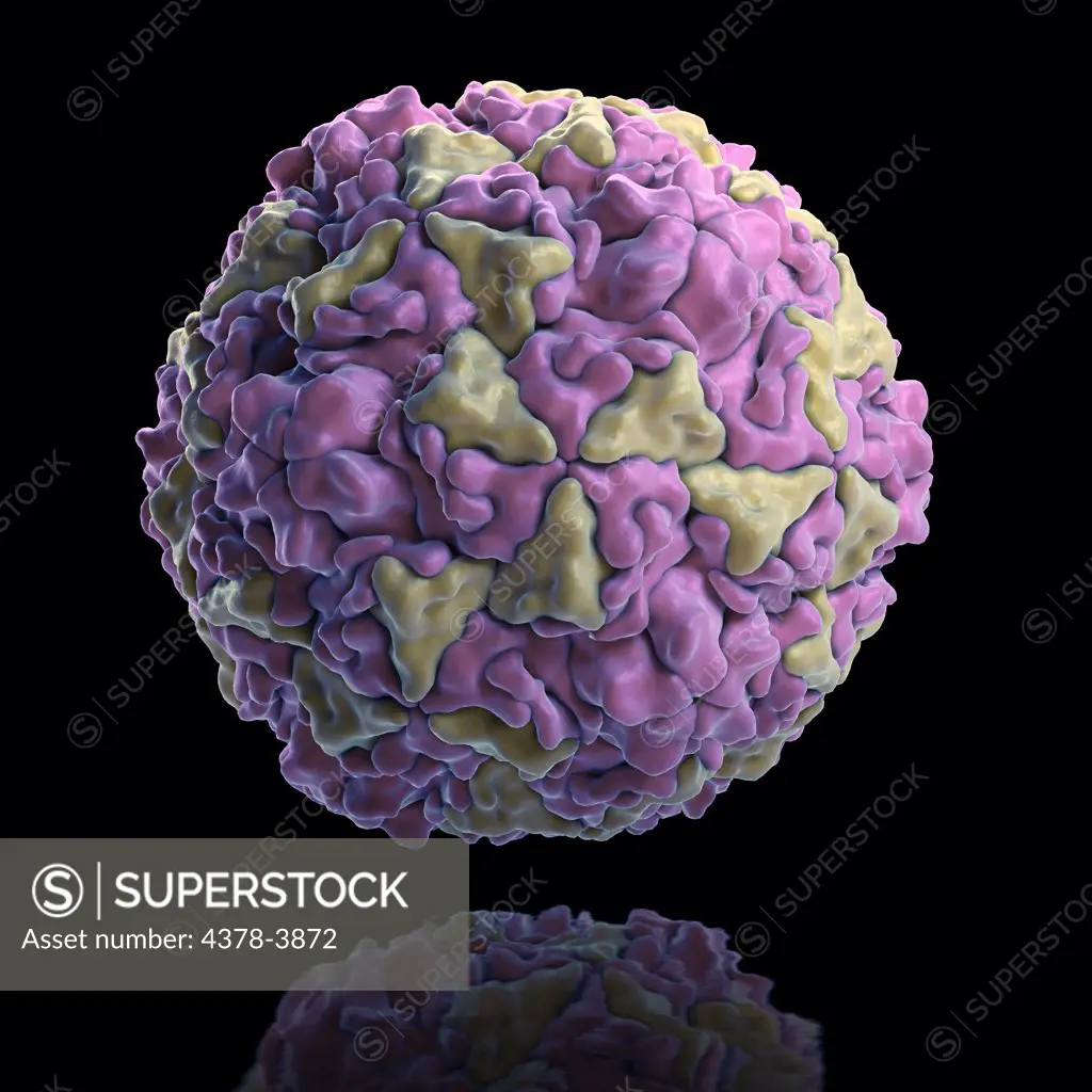 Structure of Human Rhinovirus (PDB 4RHV). Rhinoviruses are the most common viral infective agents in humans and are the main cause of the common cold.