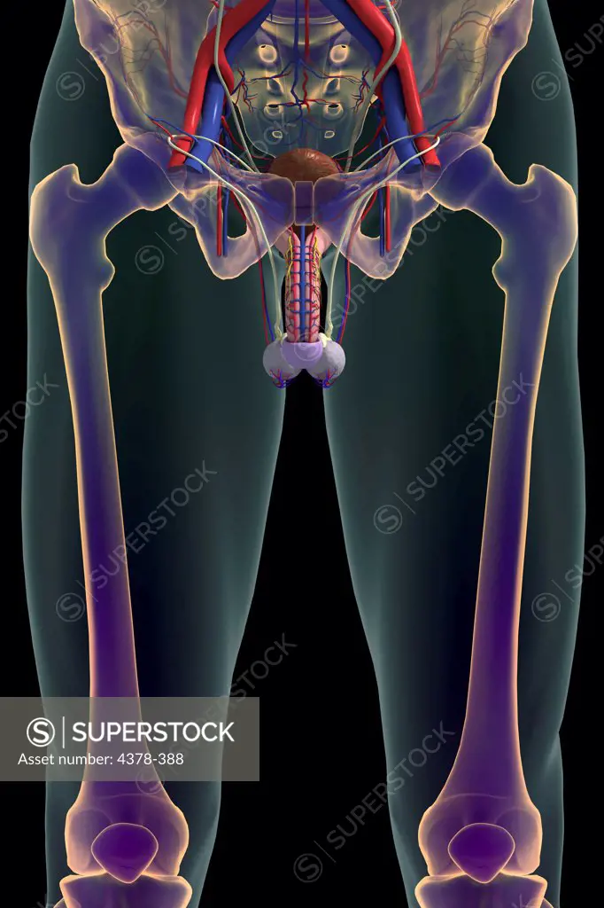 Stylized view of the skeleton, lower urinary system, it's blood supply within the body.