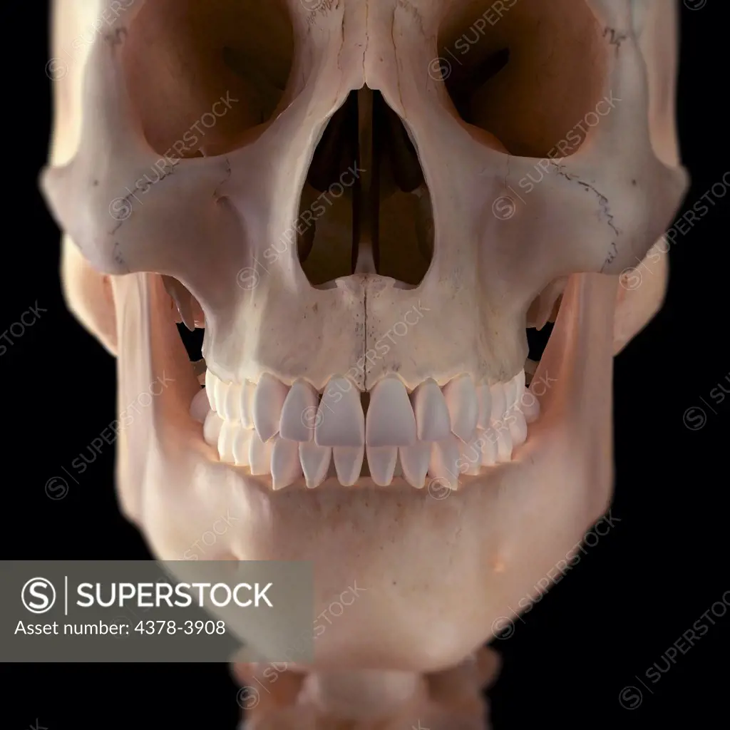 Skeletal anatomy of the face and mandible.