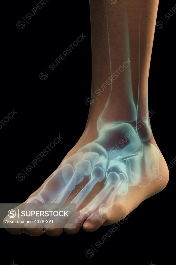 Close-up stylized view of the bones of the left foot and ankle joint.