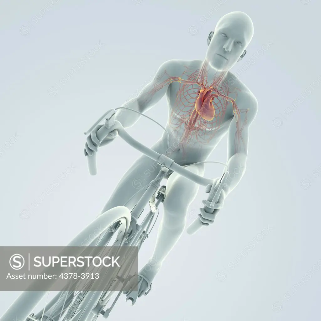 Male figure cycling a bicycle with internal anatomy of the heart is visible in the chest.