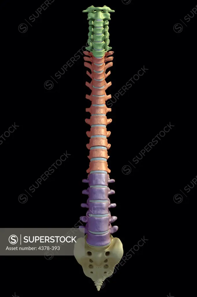 Front view of the human spinal column or spine. The cervical, lumbar, and thoracic vertebrae are highlighted in green, red and purple respectively.