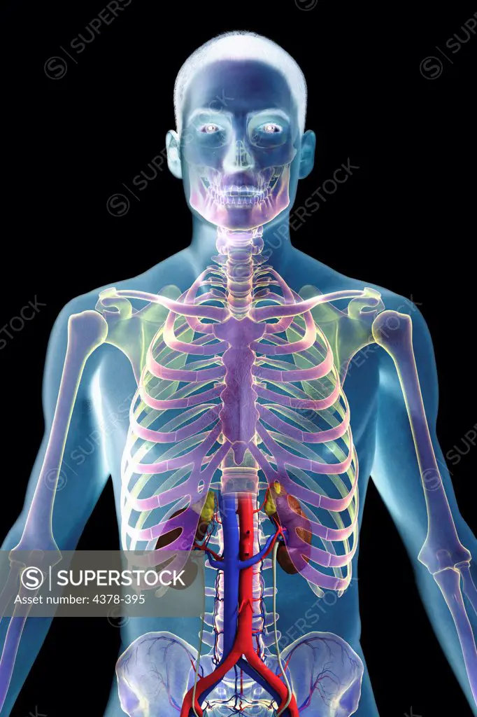 Stylized front view of the male torso with the skeleton, urinary system and it's major blood vessels.