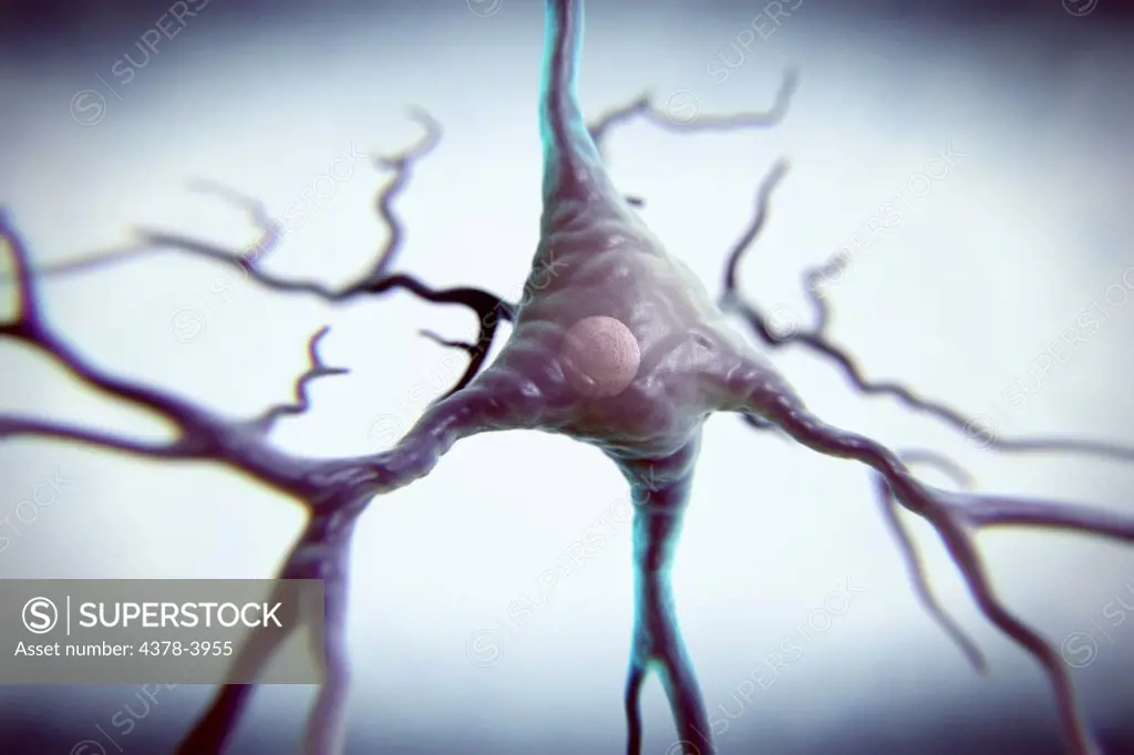 Pyramidal neurons or pyramidal cells are a type of neuron found in the brain including regions such as the cerebral cortex, hippocampus, and amygdala. Note the pyramid shaped soma, or cell body, after which the neuron is named.
