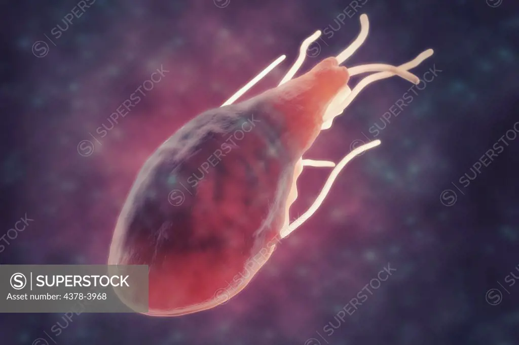 Giardia lamblia is a flagellated protozoan parasite. It colonizes and reproduces in the small intestine and causes giardiasis.