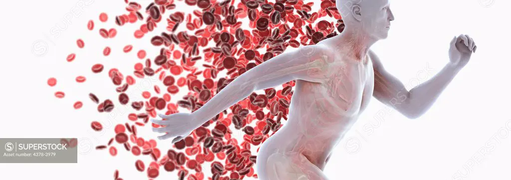 A sprinting male figure with internal anatomy visible against a backdrop of red blood cells. Red blood cells are essential for transporting oxygen around the body are present in the background.