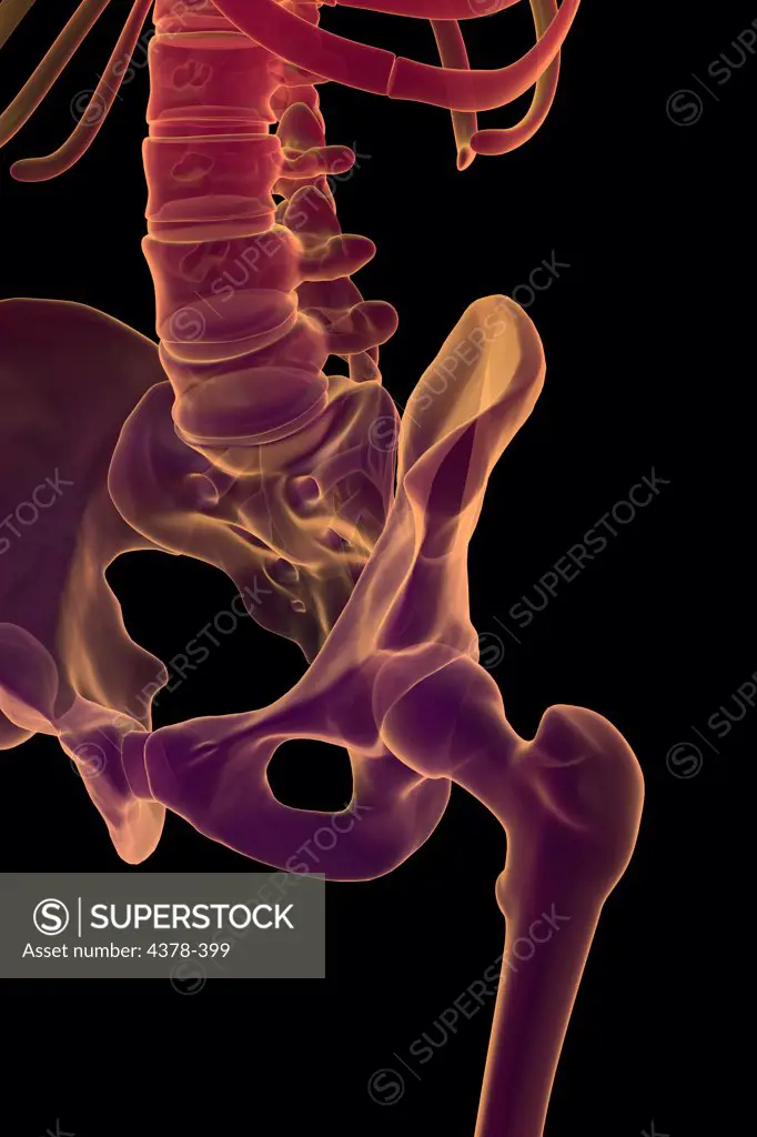 Three-quarter stylized view of the bones of the left hip.