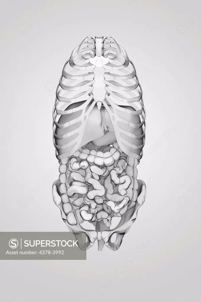 Organs of the digestive system within the bones of the torso viewed from a front view.