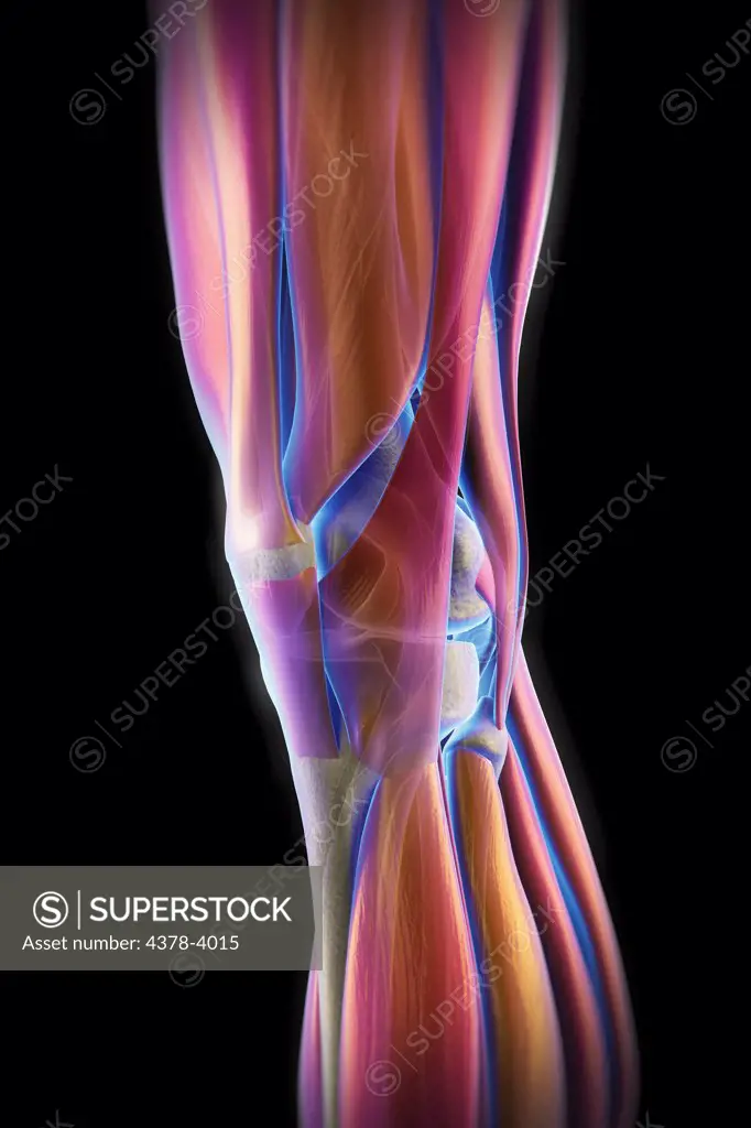 The muscles of the left knee, which are transparent revealing the skeletal structures beneath. The bones have an X-ray appearance.
