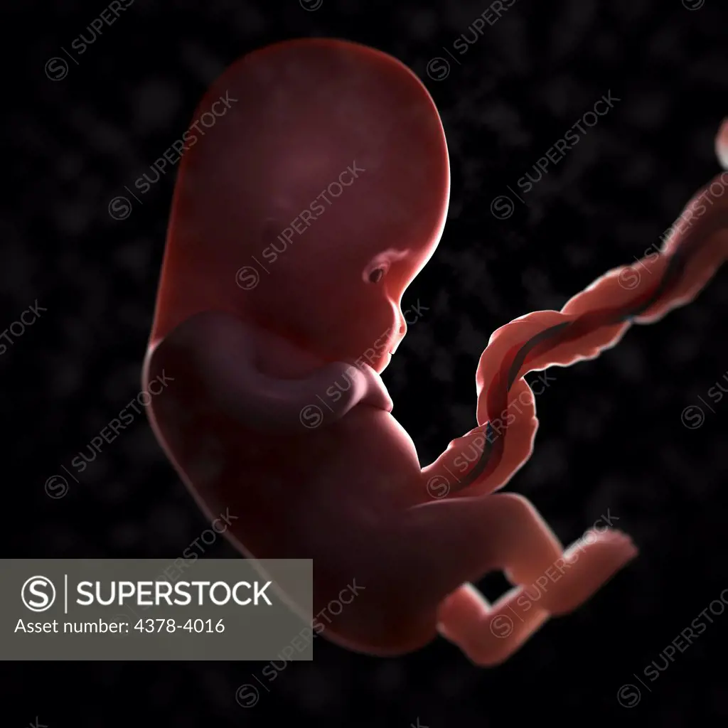 A developing fetus within the womb. (Week 12 after last menstrual period or LMP)