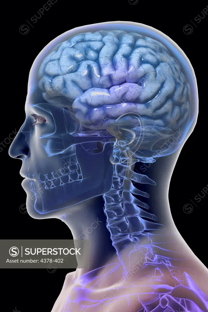 Stylized side view of the brain within the body. The skeleton is also partially visible.
