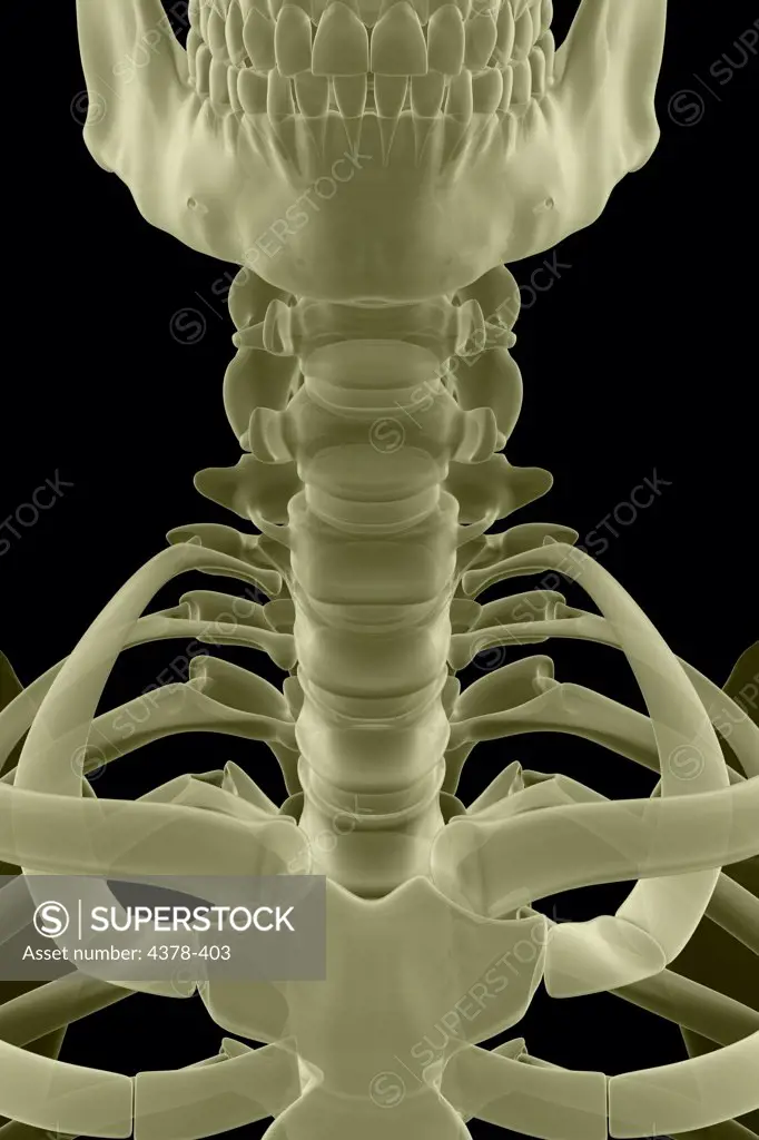 Front view of stylized bones of the cervical spine and sternoclavicular joint.