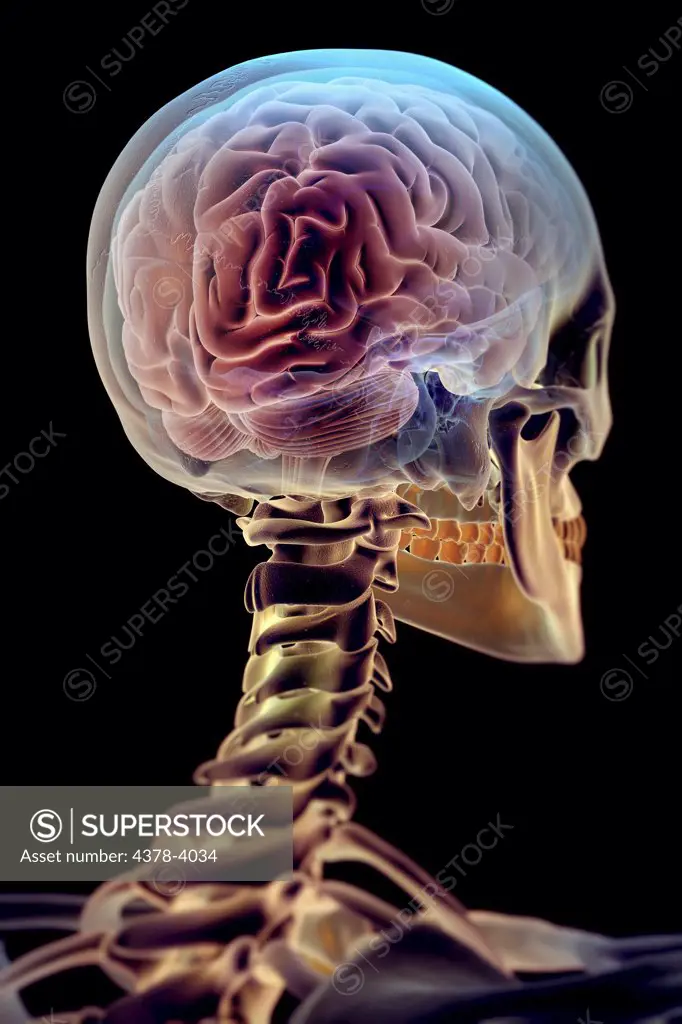 The Brain within the Skeleton