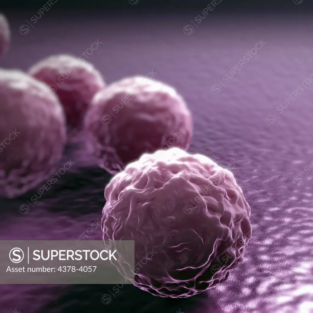 Chlamydia Bacteria