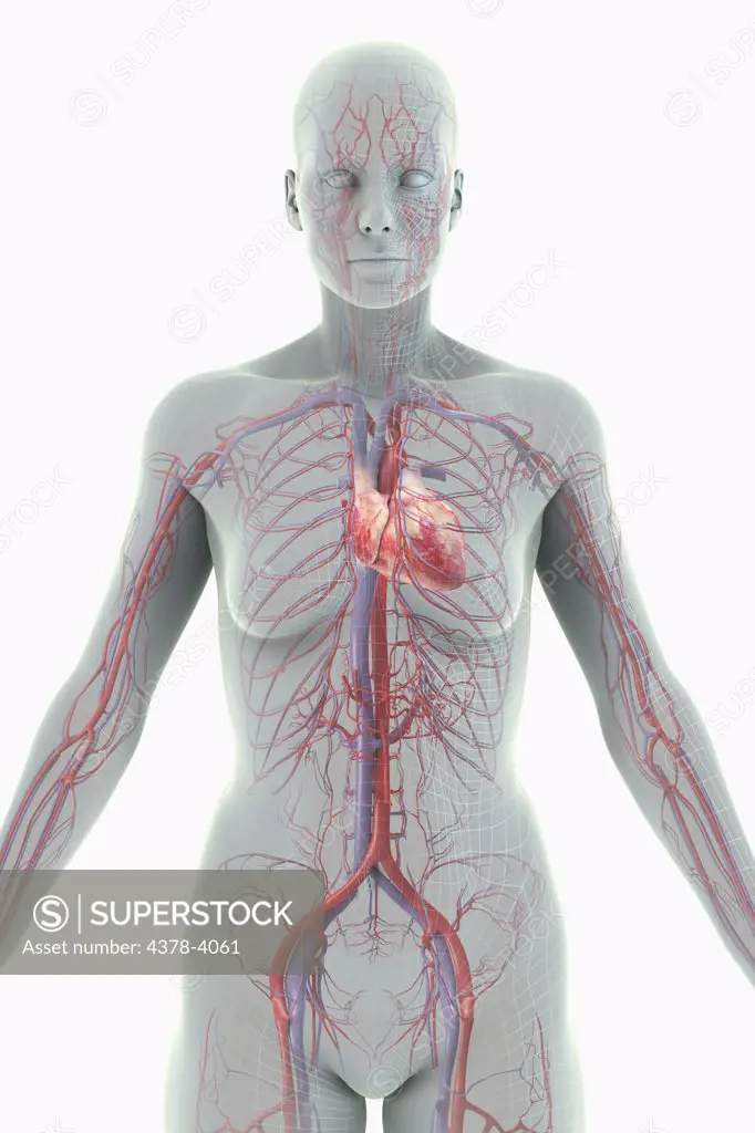 The Cardiovascular System (Female)