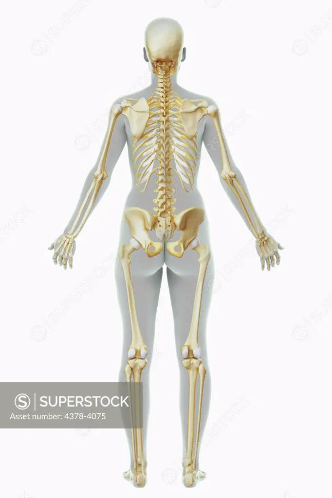 The Skeleton (Female)
