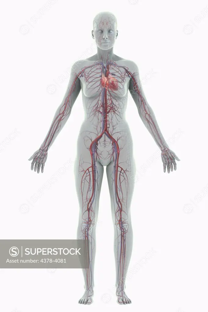 The Cardiovascular System (Female)