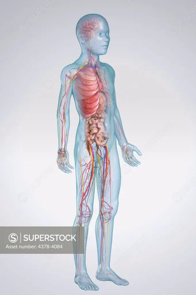 Internal Anatomy (Pre-Adolescent)
