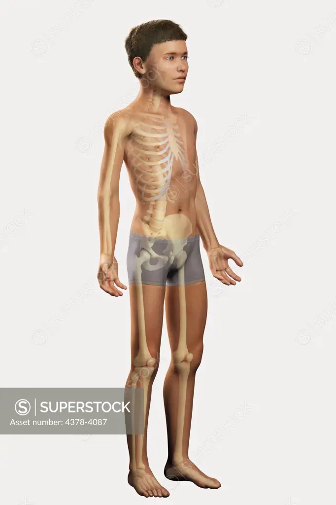 The Bones Within the Body (Pre-Adolescent)
