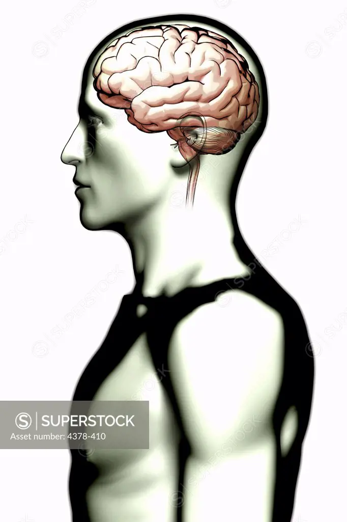 Stylized side view of male skin with the brain visible within the head.