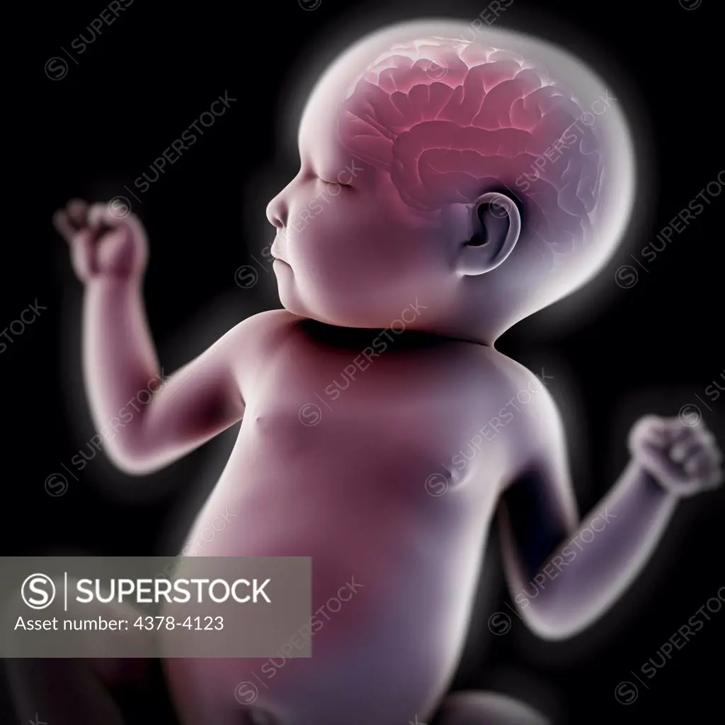 Newborn Anatomy