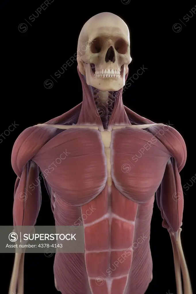Muscles of the Upper Body