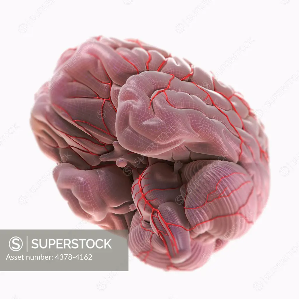 Brain with Blood Supply