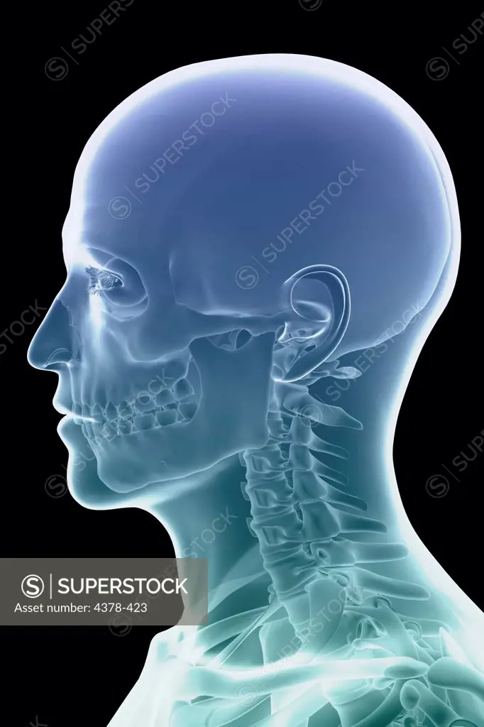 Close-up side view image of the bones of the head and neck.