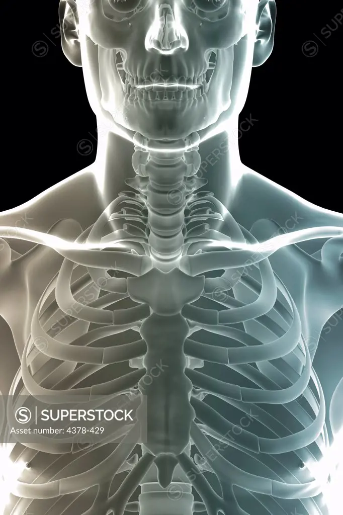 Close-up stylized view of the bones of the chest focusing on the sternum and sternoclavicular joint.