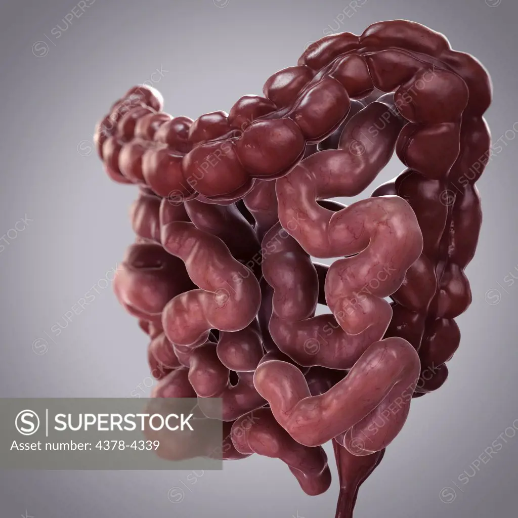 Human Intestines