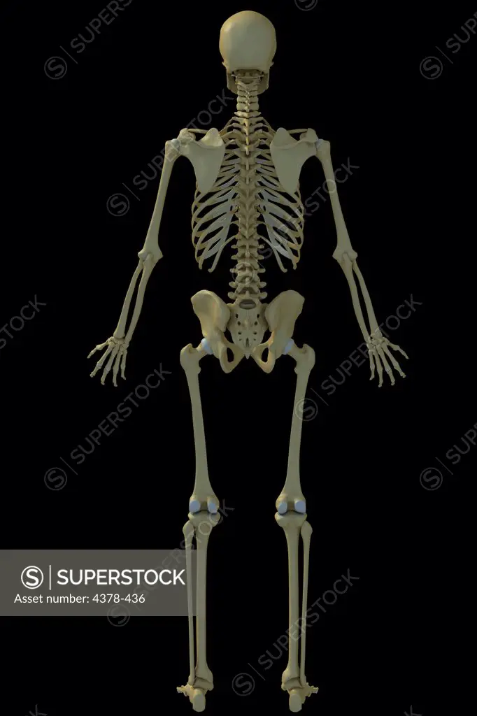 Rear full body view of the male human skeleton.