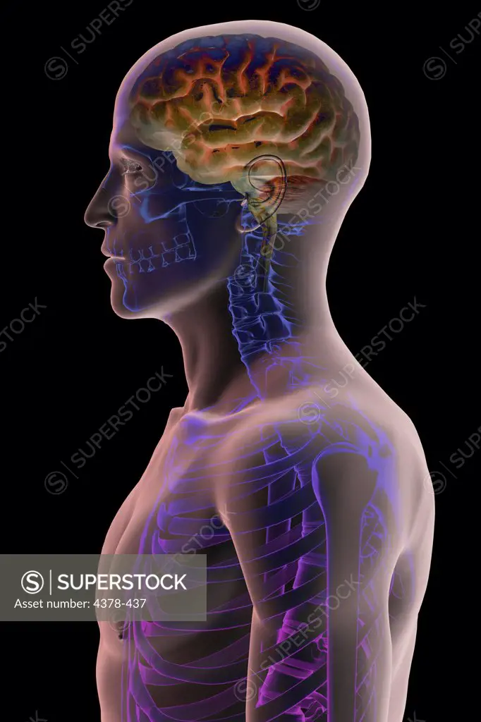 Stylized side view of male skin with the brain visible within the head.