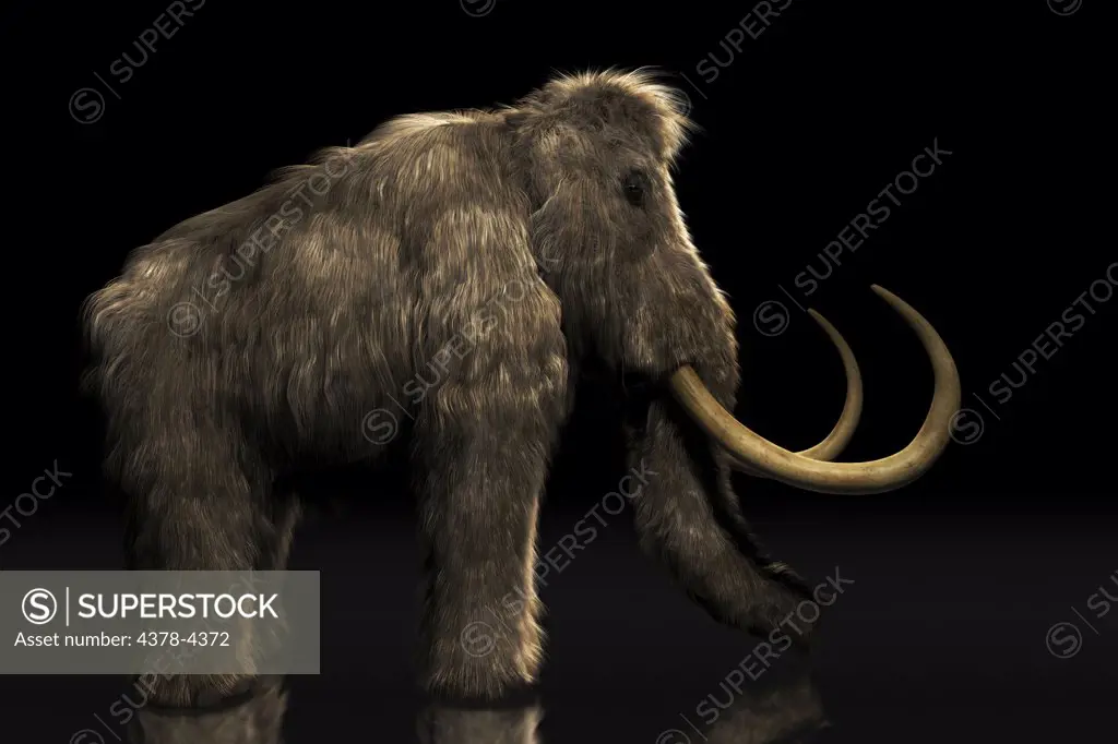 Wooly Mammoth