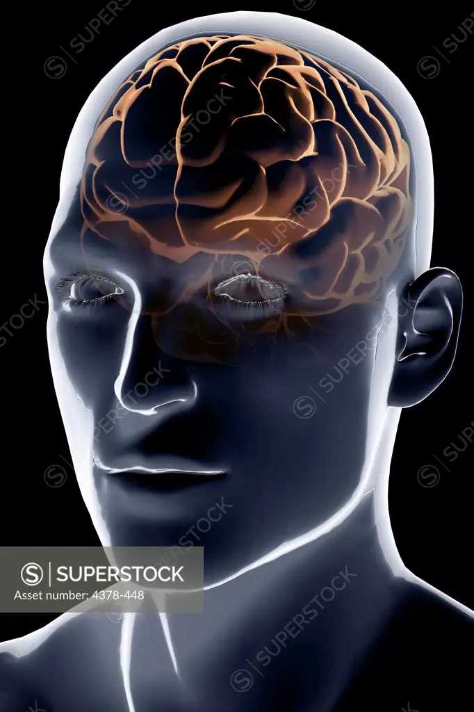 Stylized front three-quarter view of the brain visible within a male skin.