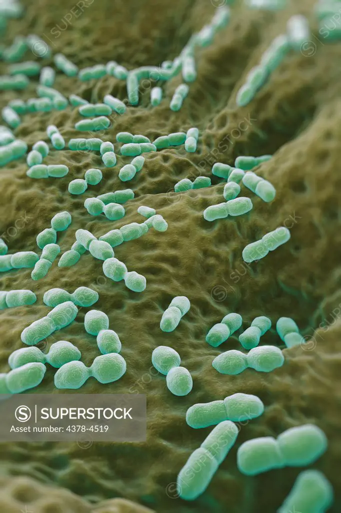 Listeria Bacteria