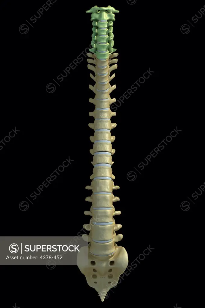 Front view of the human spinal column or spine. The cervical vertebrae are highlighted.