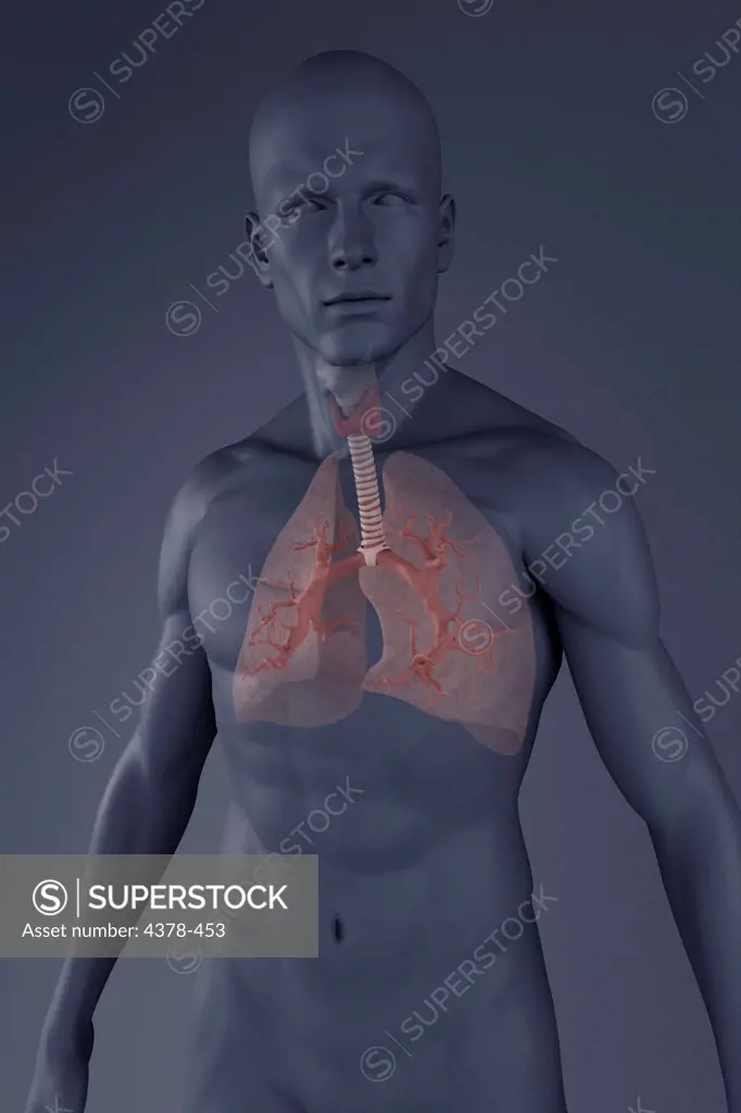 Gray scale male figure with the respiratory system. The lungs are faded to reveal the bronchioles.
