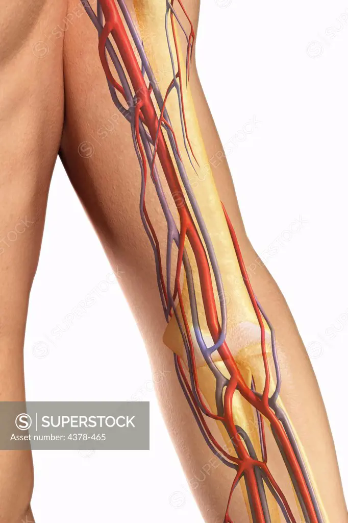 Front view of the upper arm showing the major blood vessels relative to the skeleton.