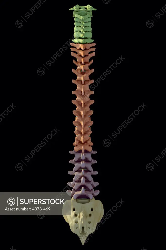 Rear view of the human spinal column or spine. The cervical, lumbar, and thoracic vertebrae are highlighted in green, red and purple respectively.