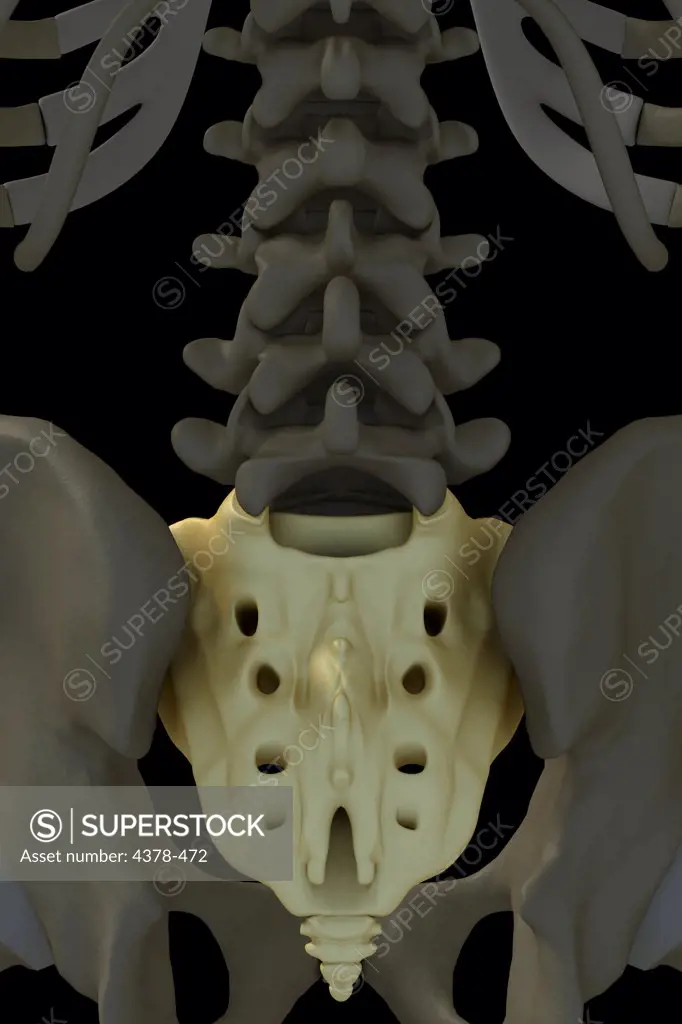 Close-up view of the male sacrum.
