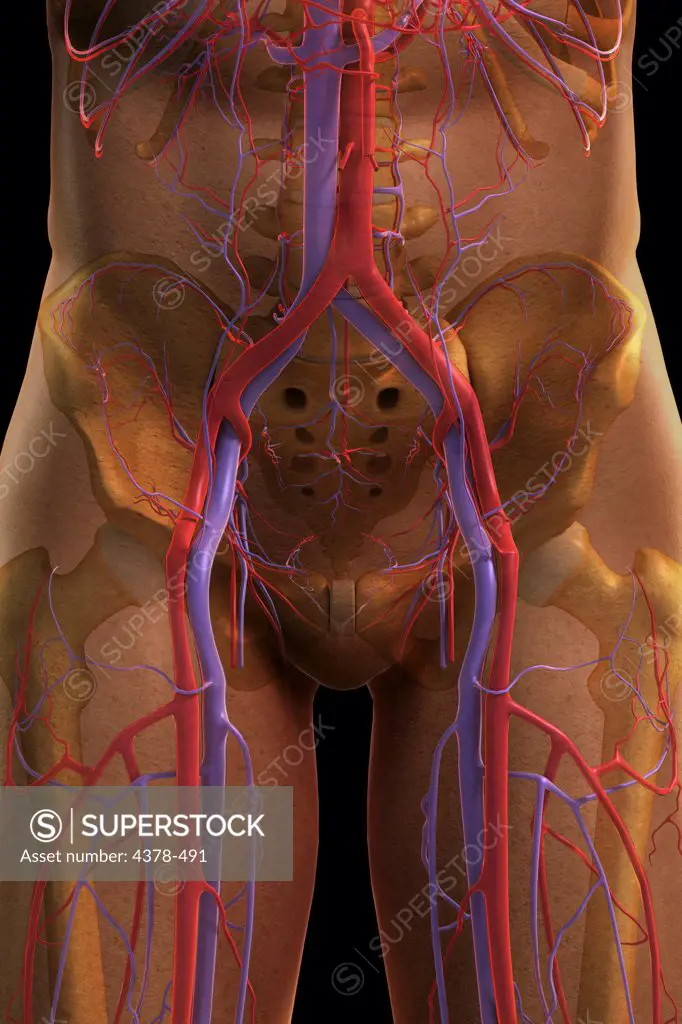 Front view of the bones and major blood vessels of the pelvic region.