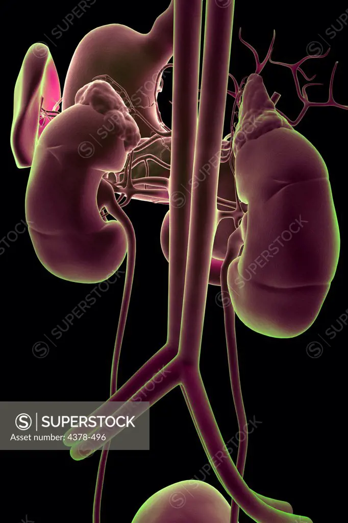 Rear view of the renal system in isolation. The stomach, spleen and main blood vessels are also included.
