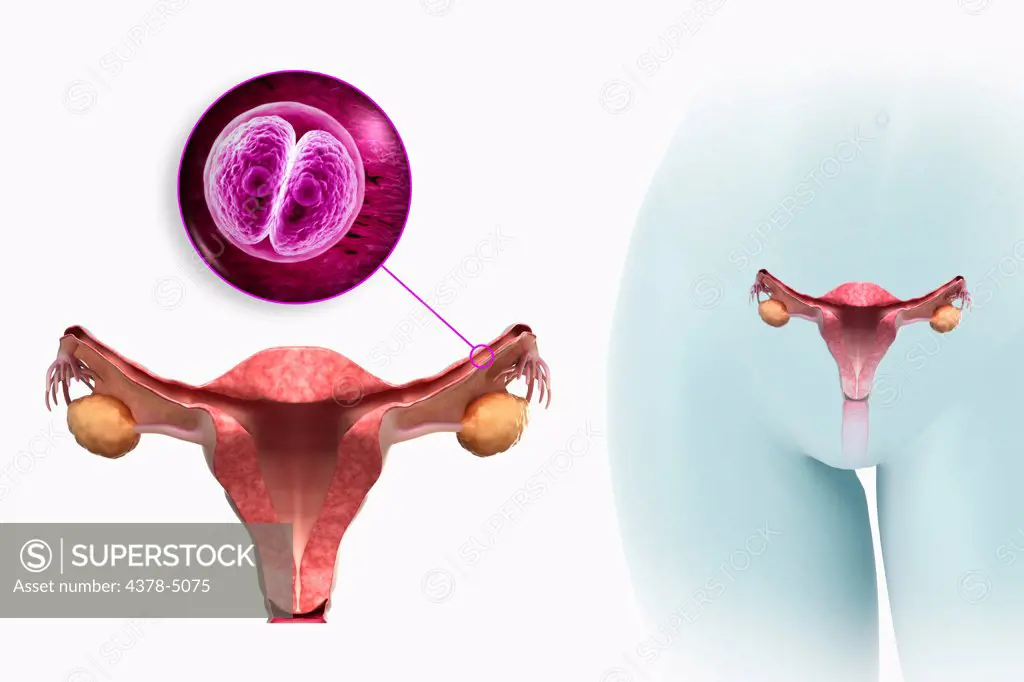 Zygote in Fallopian Tube