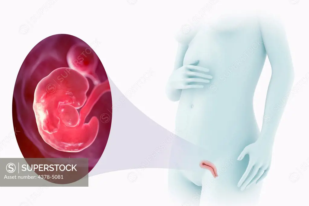 Embryo Development (Week 7)