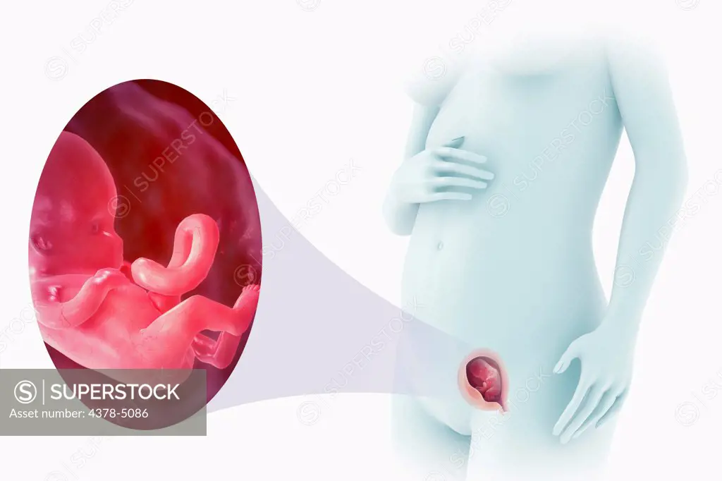 Fetal Development (Week 12)