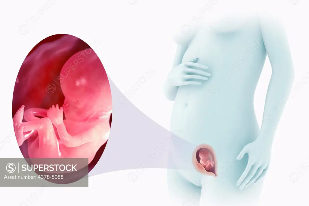 Fetal Development (Week 14)