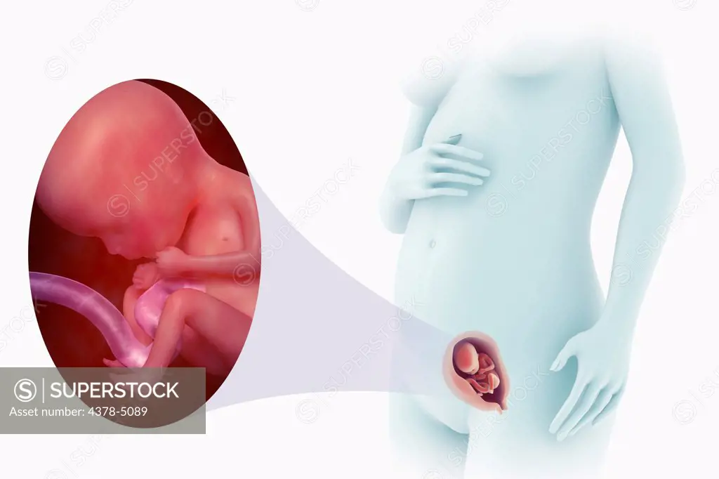 Fetal Development (Week 15)