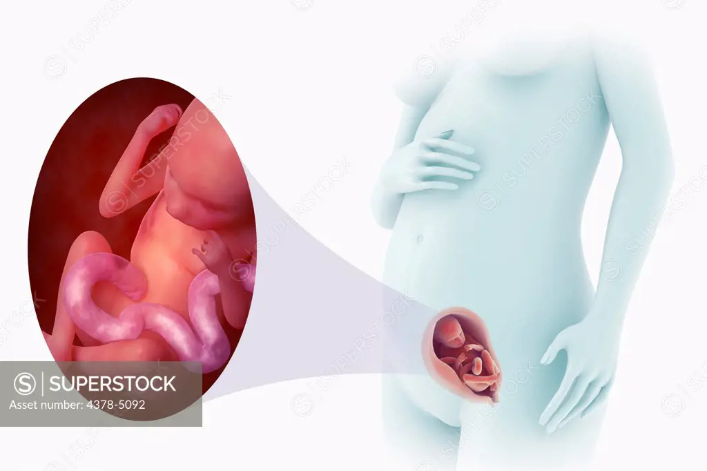 Fetal Development (Week 18)