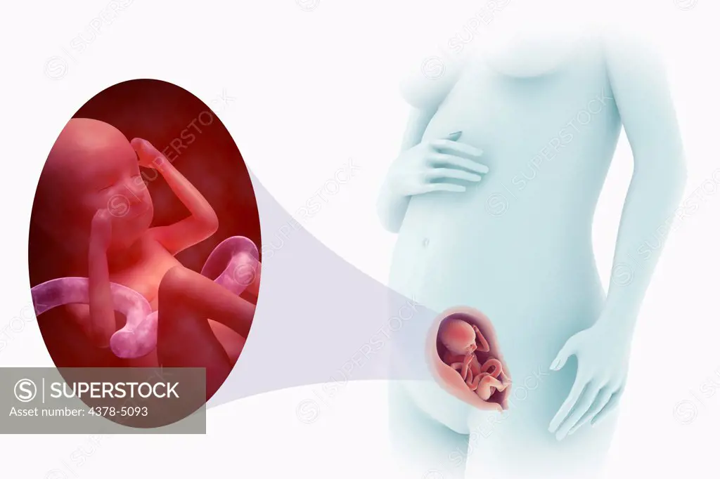 Fetal Development (Week 19)