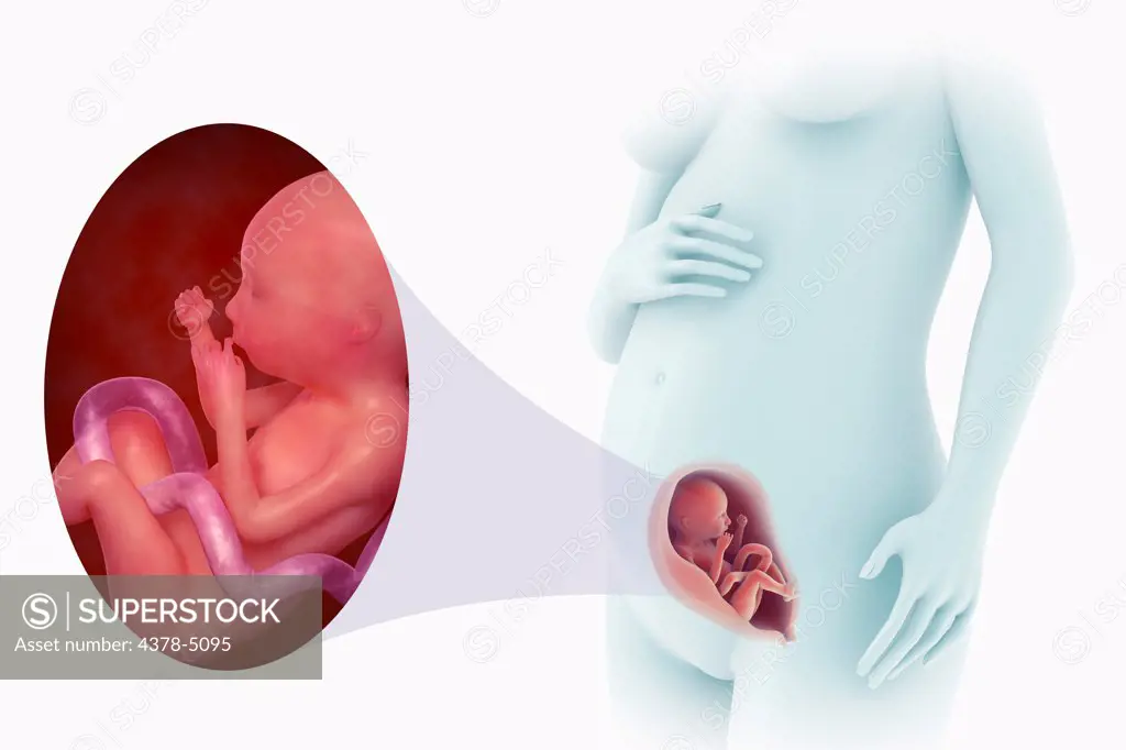 Fetal Development (Week 21)